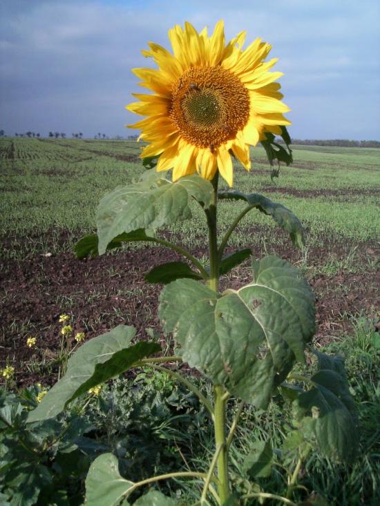 Хоминка з panoramio.com - Хоминка