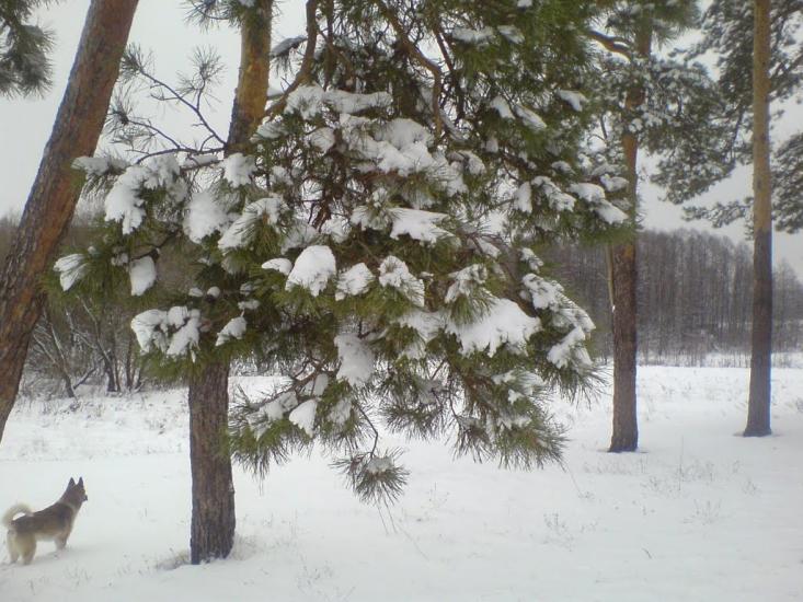 Єлівка з panoramio.com - Єлівка