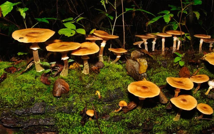 Візня з panoramio.com - Візня