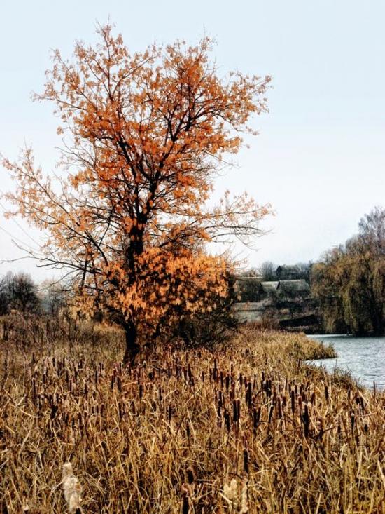 Високий з panoramio.com - Высокий