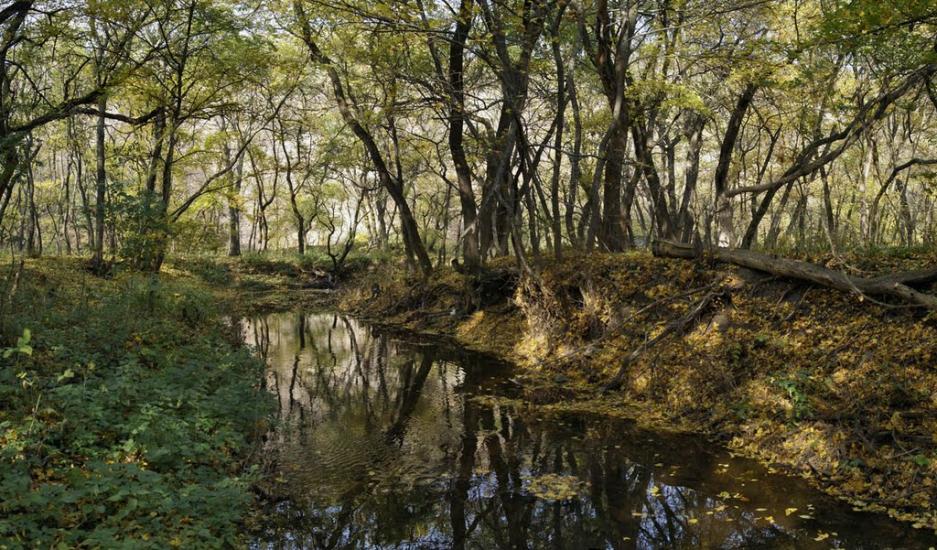 Черемшине з panoramio.com - Черемшине