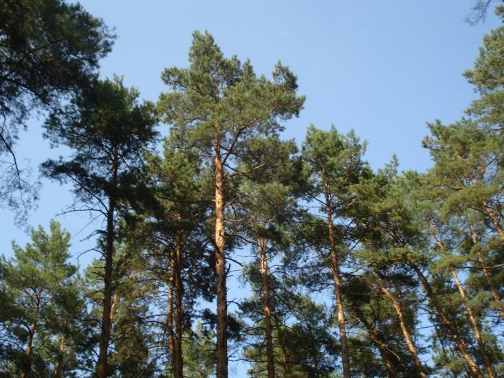 Курортне з panoramio.com - Курортное