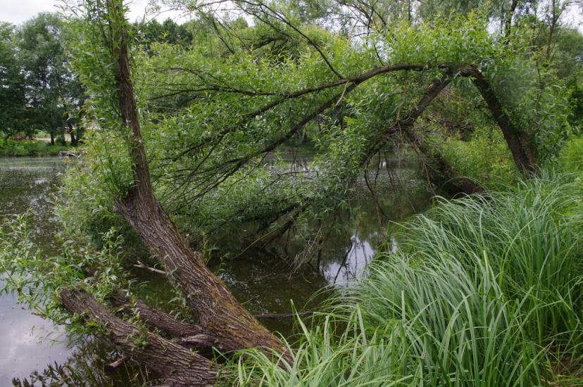 Блиставиця з panoramio.com - Блиставиця