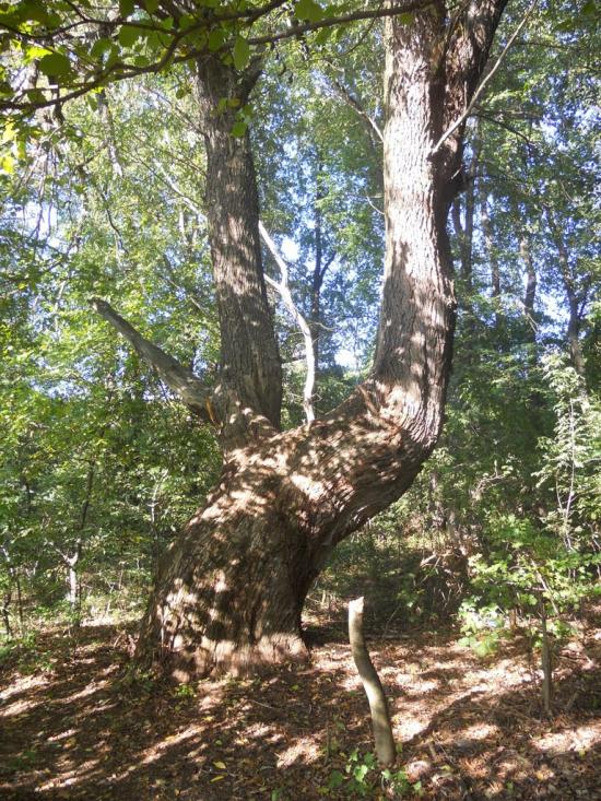 Черкаське з panoramio.com - Черкасское