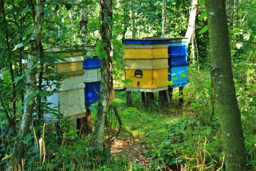 Бурімка з panoramio.com - Burimka