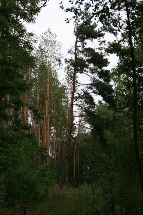 Вербівка з panoramio.com - Verbivka