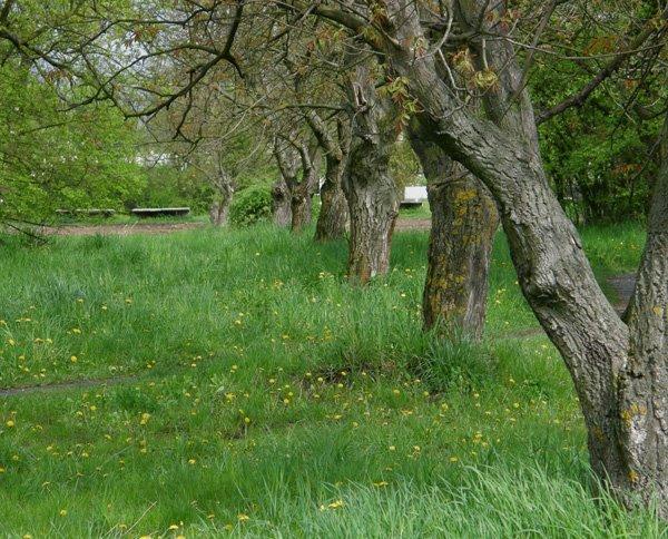 Корчів з panoramio.com - Корчів