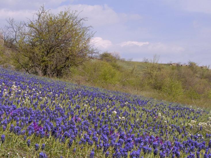 Куріпчине з panoramio.com - Курипчино