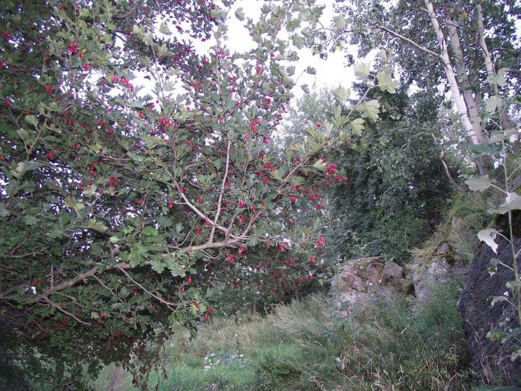 Чмирівка з panoramio.com - Чмыревка