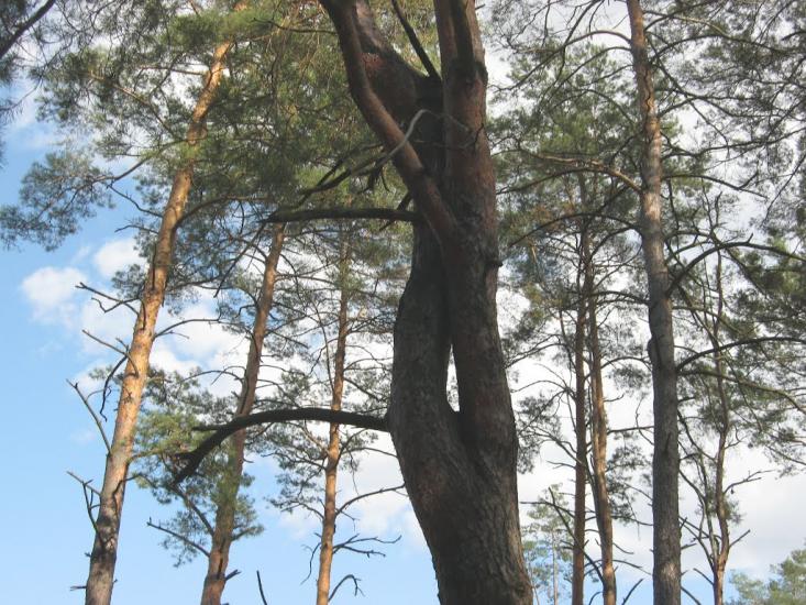 Пилиповичі з panoramio.com - Пилиповичи