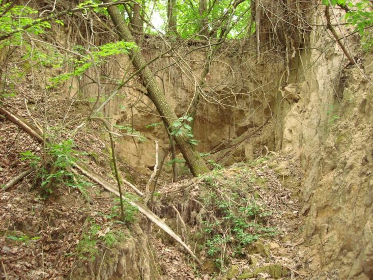 Мліїв з panoramio.com - Млиев
