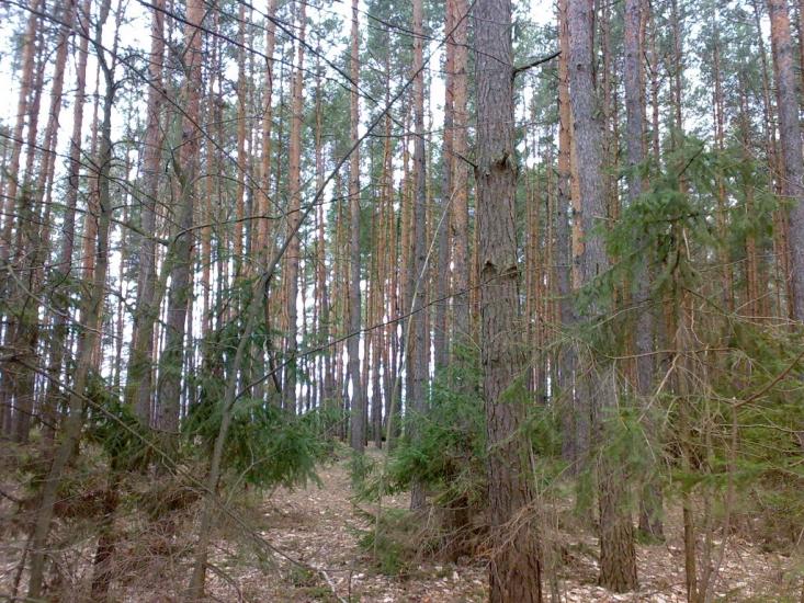 Бурімка з panoramio.com - Burimka