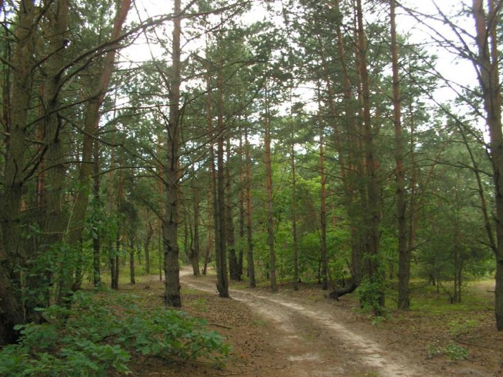 Лисняки з panoramio.com - Лисняки