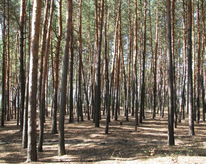 Бірки з panoramio.com - Бірки
