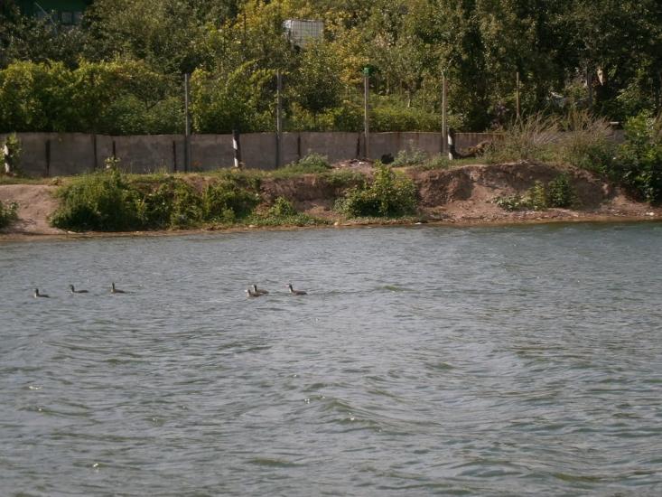 Малокостянтинівка з panoramio.com - Малоконстантиновка