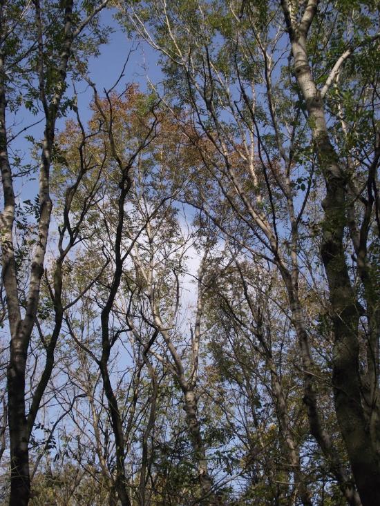 Пантелеймонівка з panoramio.com - Пантелеймонівка