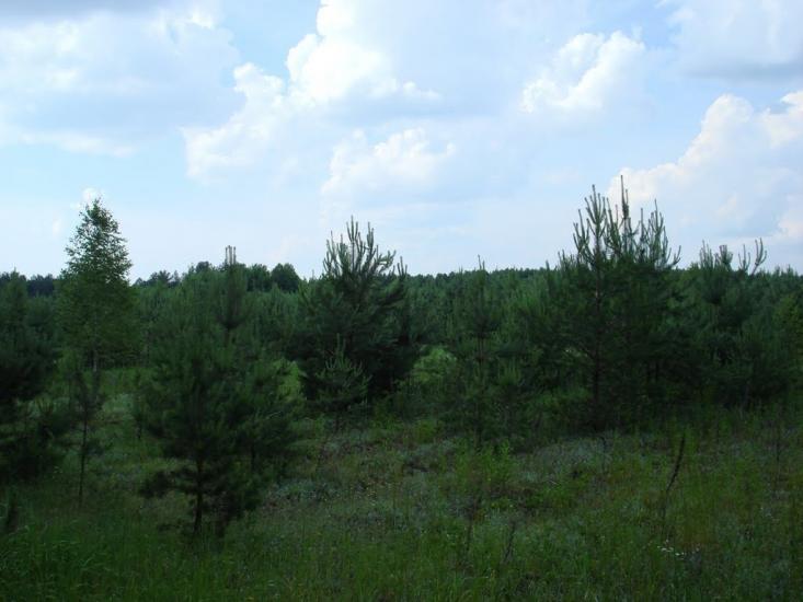 Хрипськ з panoramio.com - Khrypsk