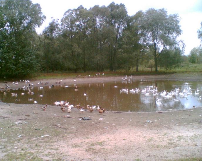 Любитове з panoramio.com - Любитово