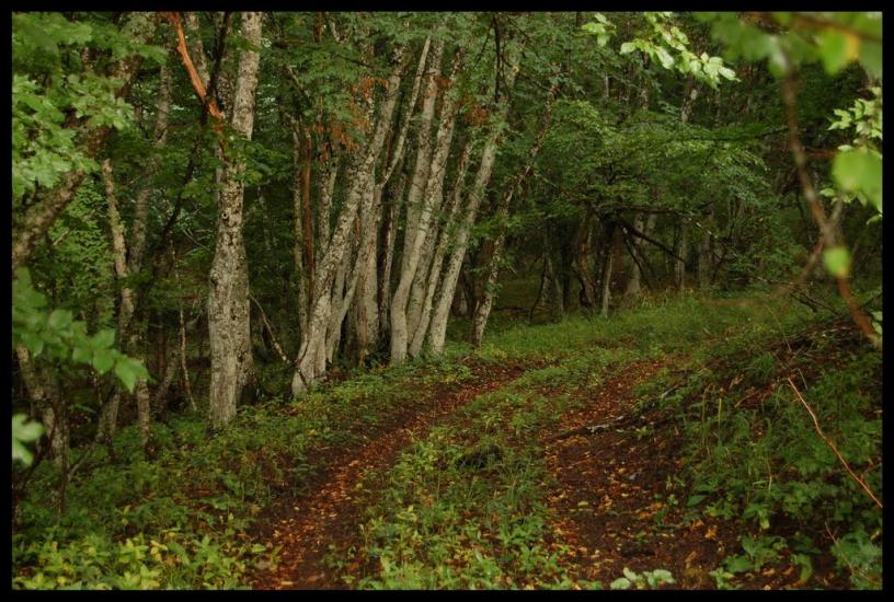 Поляна з panoramio.com - Поляна