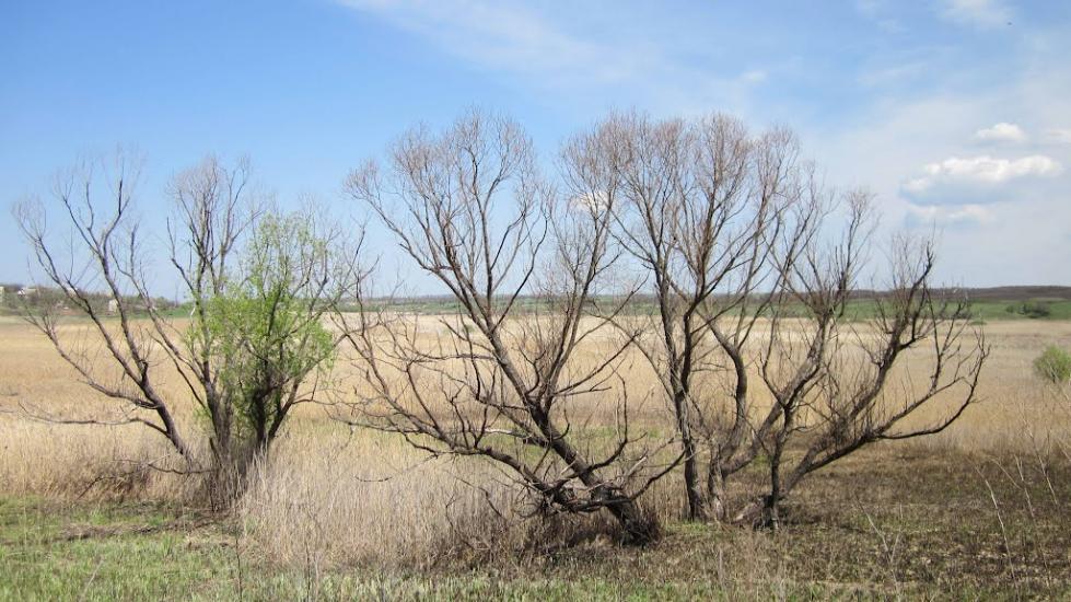 Зеленівка з panoramio.com - Зеленовка