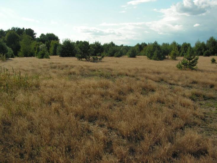 Лисняки з panoramio.com - Лисняки