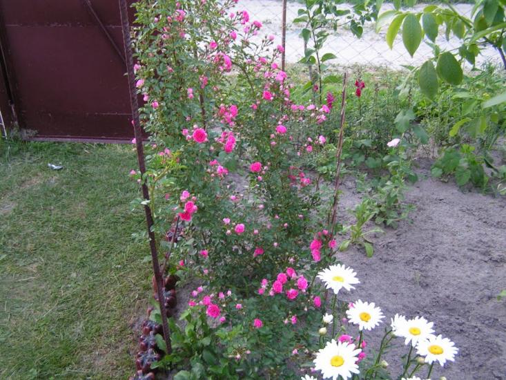 Раківка з panoramio.com - Раківка