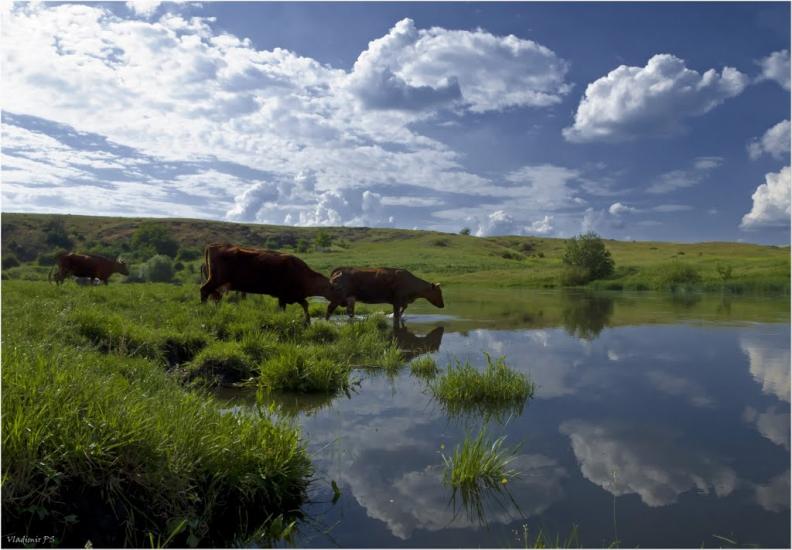Недайвода з panoramio.com - Недайвода