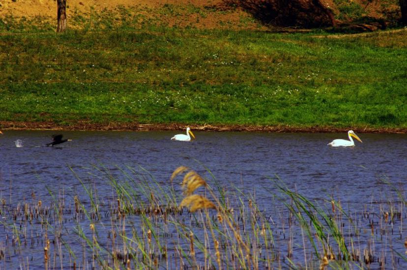 Солончаки з panoramio.com - Solonchaky