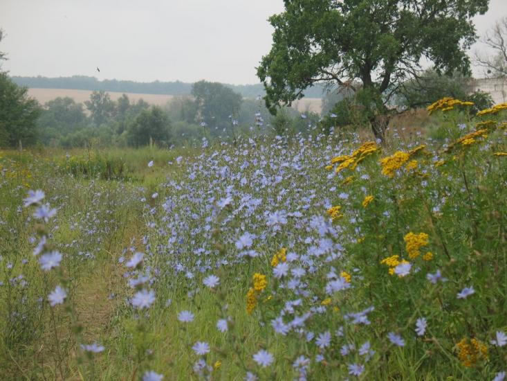 Синичине з panoramio.com - Синичине