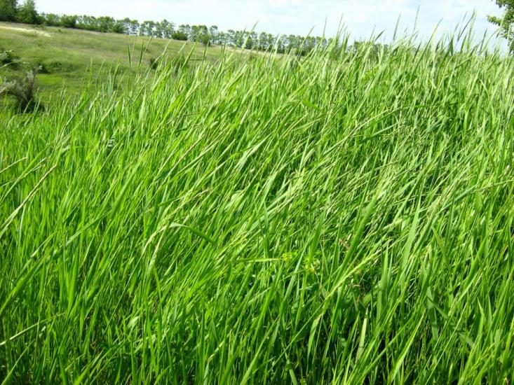 Пискунівка з panoramio.com - Pyskunivka