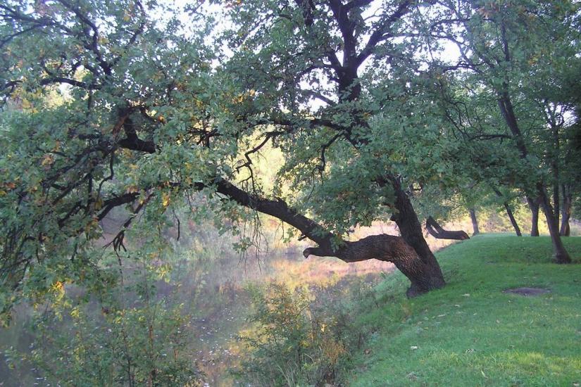 Підлісне з panoramio.com - Pidlisne