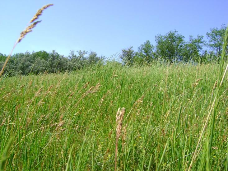 Балахівка з panoramio.com - Балаховка