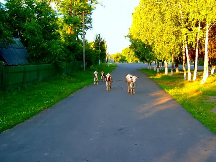 Осіївка з panoramio.com - Осіївка