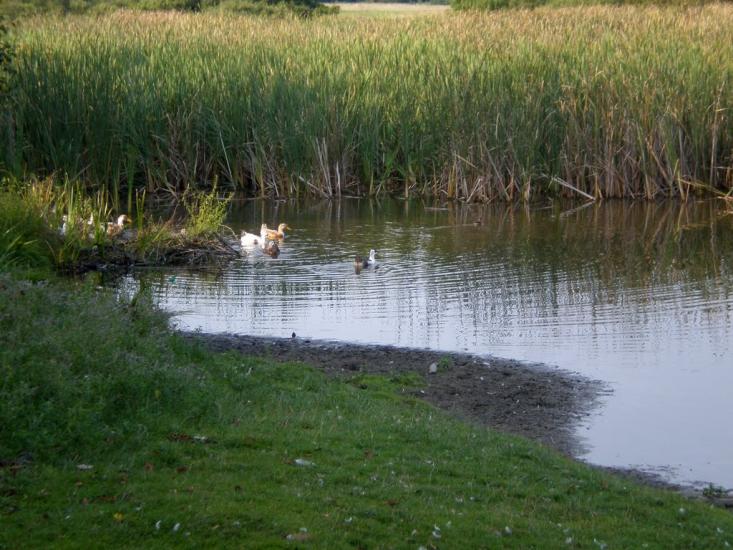 Облапи з panoramio.com - Oblapy