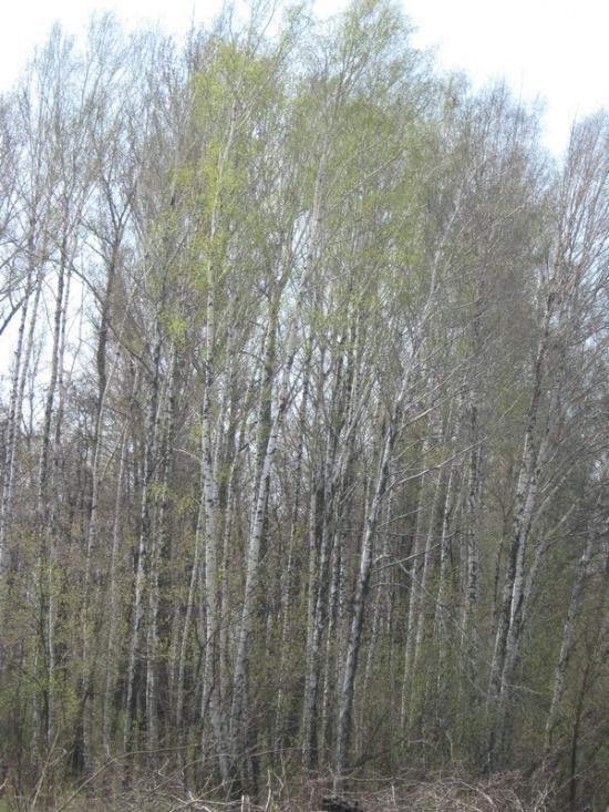 Недогарки з panoramio.com - Недогарки