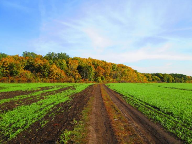Бірки з panoramio.com - Birky