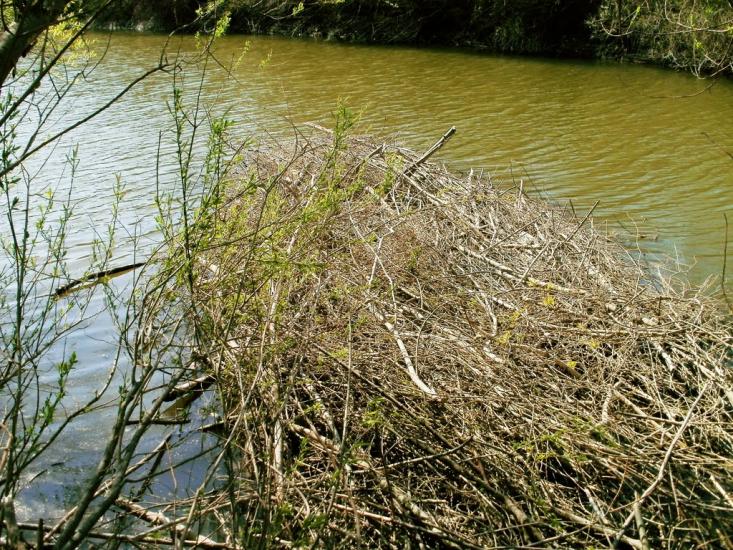 Дубівці з panoramio.com - Дубовцы