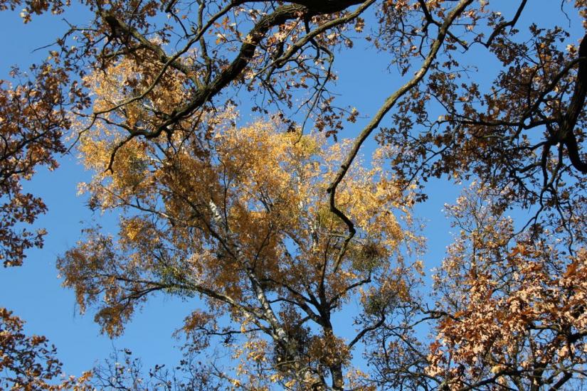 Озерне з panoramio.com - Озерне