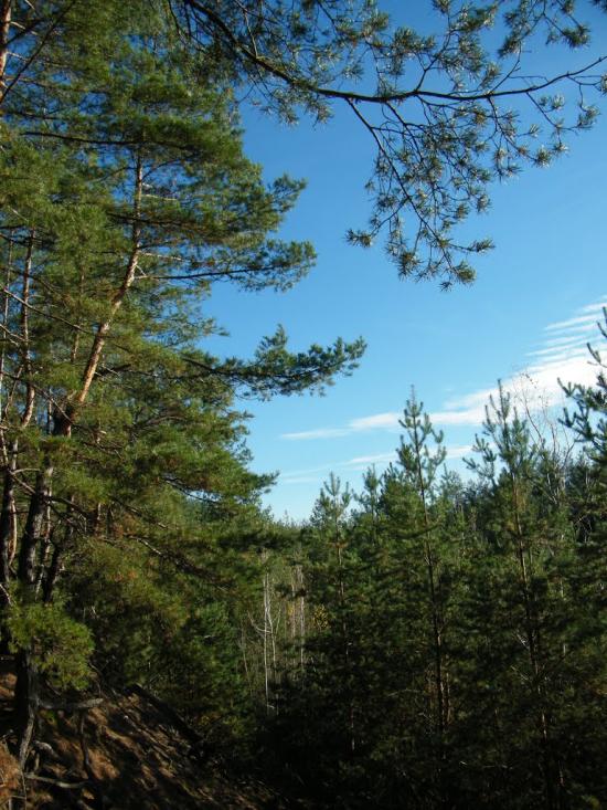Вільхуватка з panoramio.com - Вільхуватка