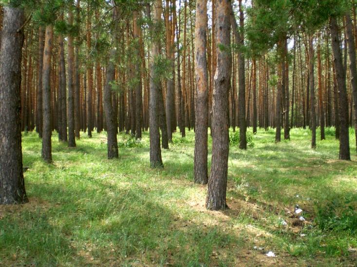 Пилиповичі з panoramio.com - Пилиповичі