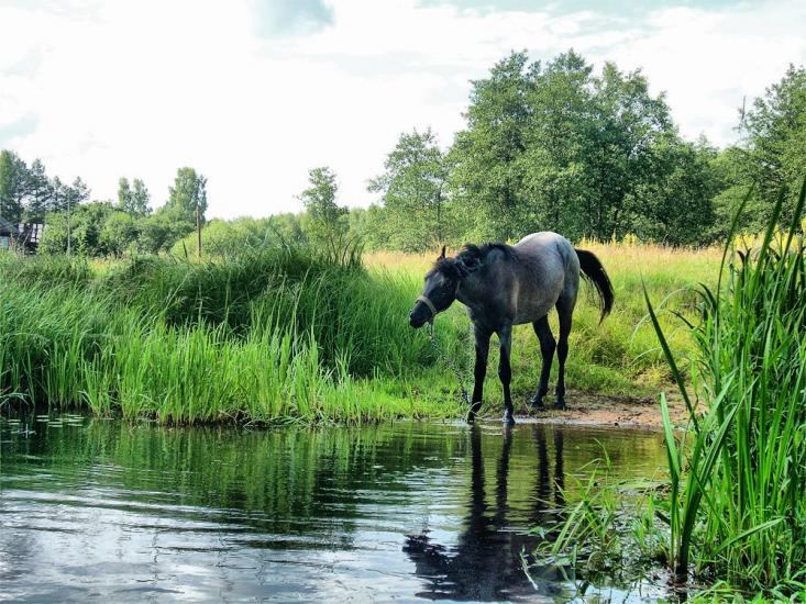 Струмок з panoramio.com - Струмок