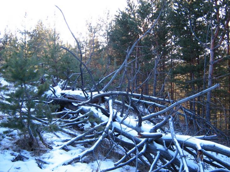 Пискунівка з panoramio.com - Pyskunivka