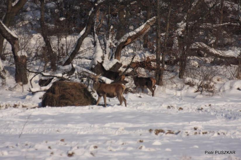Катина з panoramio.com - Katyna