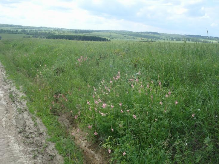Стуфчинці з panoramio.com - Стуфчинцы