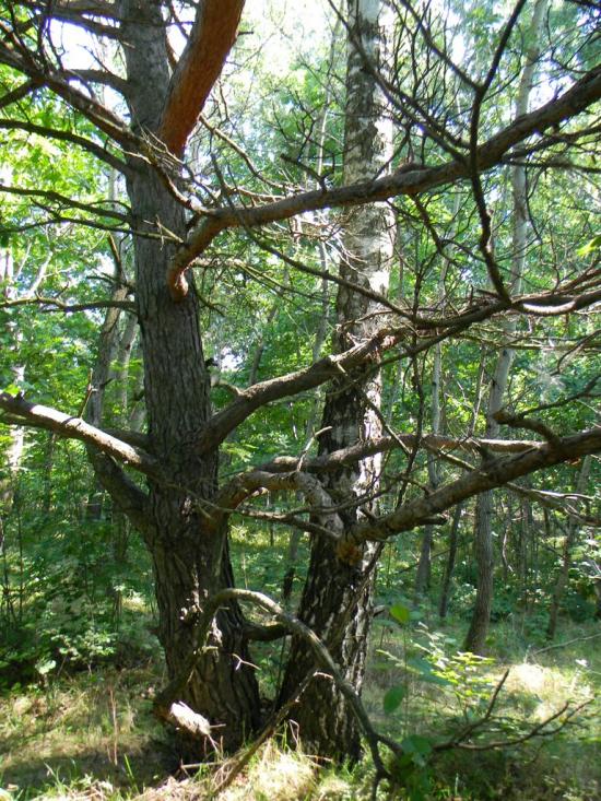 Любовичі з panoramio.com - Любовичі