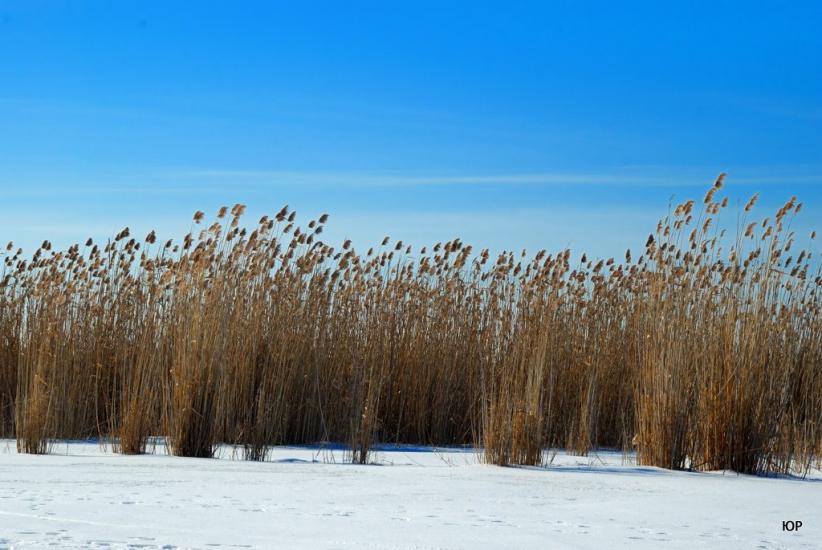 Мала Перещепина з panoramio.com - Малая Перещепина