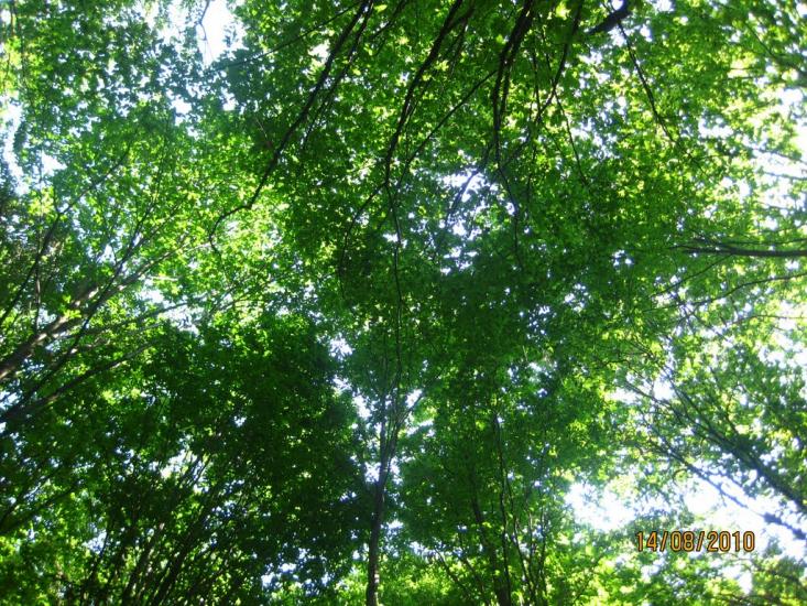 Тарасівці з panoramio.com - Тарасовцы