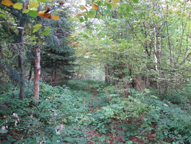 Опака з panoramio.com - Opaka