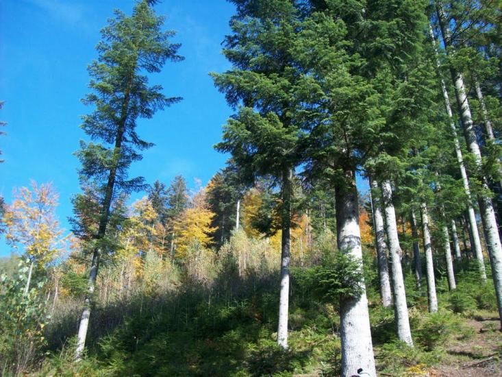 Манява з panoramio.com - Манява