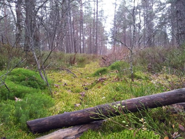 Шандровець з panoramio.com - Шандровец
